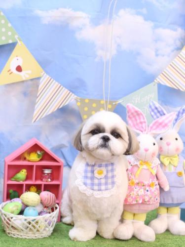 20240324みたらしちゃん